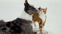 BBC - How We Tamed the Cat and Dog (2020) / AvaxHome