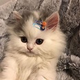 cute cats on Tumblr