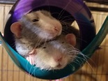 Happy brothers😍💕🐀 | Cute rats, Rat boy, Cuddling