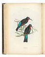 GRAY, George Robert (1808-1872). The Genera of Birds; comprising their ...