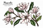 White Magnolia Flowers and Leaves Drawing 1104784 Vector Art at Vecteezy