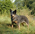 Australian Cattle Dog - Puppies, Rescue, Pictures, Information ...