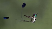 Colibrí cola de espátula, el ave más hermosa del mundo, endémica del Perú
