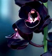 Pin by Cesar Upegui on nature | Beautiful orchids, Black flowers, Rare ...