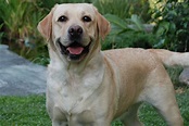 Labrador Retriever Wallpaper (71+ images)