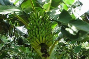 Campus Guanambi » Embrapa lança cultivar de bananeira no maior polo ...