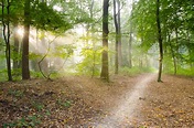 1000+ Interesting Forest Path Photos · Pexels · Free Stock Photos