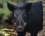 Cute Black Pigs