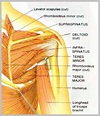 name of shoulder muscle | Anatomy System - Human Body Anatomy diagram ...