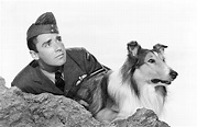 Son of Lassie (1945) - Turner Classic Movies