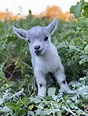 miniature goats for sale perth - Shameka Verdin