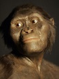 Lucy, l’australopiteco più famoso del mondo - Il Post