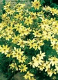 Coreopsis verticillata 'Moonbeam' - Perennial Plant Sale shipped from ...