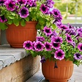 Growing Petunias in Containers | Petunia Care Tips | Balcony Garden Web