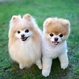 Boo : L'histoire du chien le plus mignon au monde | YZGeneration