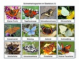 Schmetterlingsarten Europas zum Lernen und Ausdrucken, auch als ...