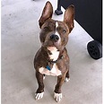 Pitbull Boxer Mix - 10 Important Facts About This Amazing Pitbull Mix Breed