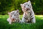 Bucket List: Hold a Baby White Tiger | Baby white tiger, Cute baby ...