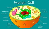 Cell Structure - Biology Online Tutorial