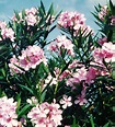 Oleander: Hardy, Evergreen Southern Beauty (With Pictures) | Dengarden