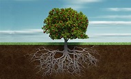 A Root Grows In Length Which Region Of The Root Is Class 11 Biology ...