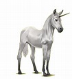 Unicorns! - Howrse Wikipedia