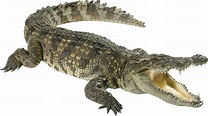 Download Green Crocodile PNG Image for Free