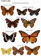 Northwest Butterflies: Naming Lepidoptera