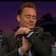 Tom Hiddleston Holding A Baby Leopard On The Late Late Show Is The Best ...