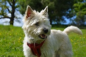 Do Cairn Terriers Shed? (Facts and Temperament) - Pet Spruce