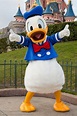 Donald Duck at Disney Character Central | Cute disney pictures, Disney ...