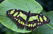 File:Green butterfly on green.jpg