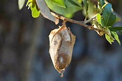 Window on a Texas Wildscape: Mystery cocoon