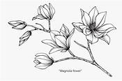 Ilustración de dibujo de flor de magnolia. | Vector Premium