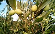 El olivo | Características, fruto, cultivo, cuidado | Árbol, planta