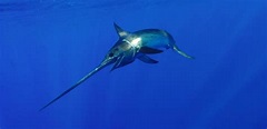 Pacific Swordfish | California Sea Grant