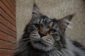 Cabeza del Maine Coon - Maine Coon España