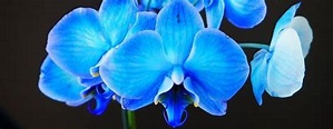 Flores azules: ¿Cómo son y dónde encontrarlas? - Guía completa
