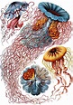 El Arte y la Ciencia de Ernst Haeckel - Tercera Vía