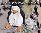 Top memes de los pingüinos de madagascar en español :) Memedroid