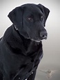 Free picture: black dog