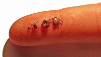 Tick check: Protect yourself from Lyme disease via this new website ...