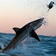 Top 105+ Images Shark Jumping Out Of Water With Mouth Open Stunning 12/2023