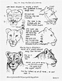 How To Draw A Female Lioness Face Worksheet | Animal drawings, Drawing ...