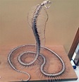 King Cobra Snake Skeleton - SNAKESE