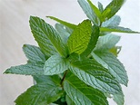 Spearmint Vs Peppermint: Differences and Health Benefits - Healthier Steps