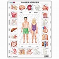Lernpuzzle Anatomie des Menschen ab 6 Jahre