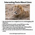 Interesting and fun facts about animals for kids | Sharing Our Experiences
