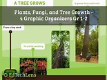 Plants, Fungi, and Tree Growth: Graphic Organizers for Gr 1-2 | TpT
