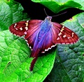Curiosidades del Mundo: La mariposa más hermosa del mundo [Foto].